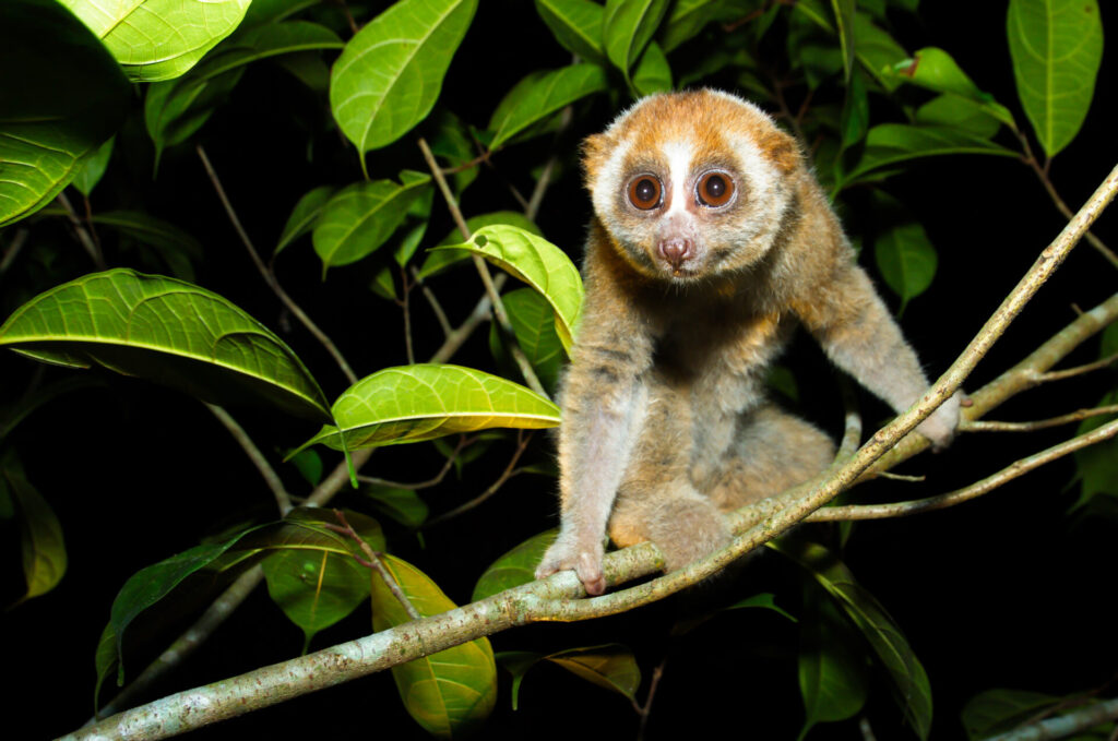 a small animal on a branch