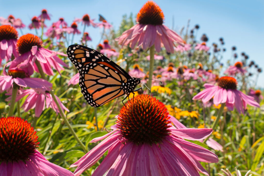 a butterfly on a flower