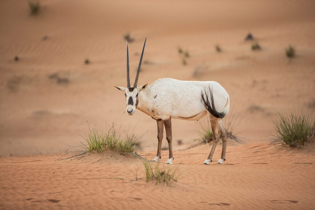 oryx looking to camera in the desert