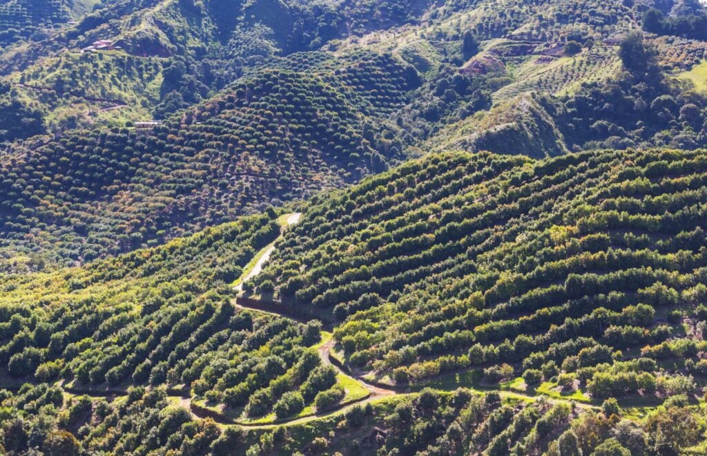 avocados growing in an orchard in Colombia