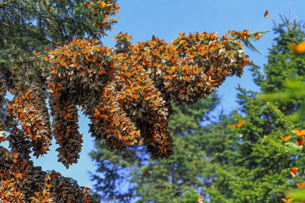 monarch butterflies clinging to a tree in their thousands