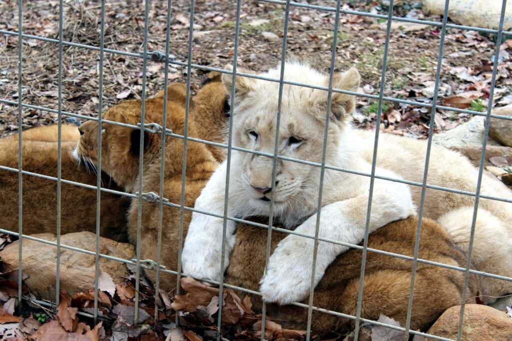 white lion cub behind bars