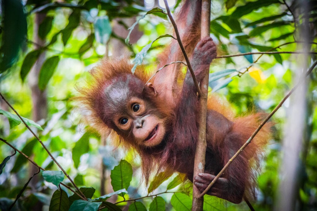 baby orangutan in tree