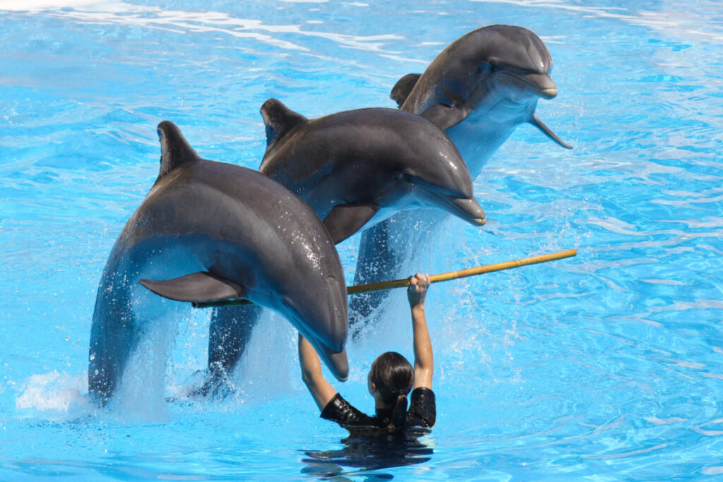 dolphins jumping at amusement park