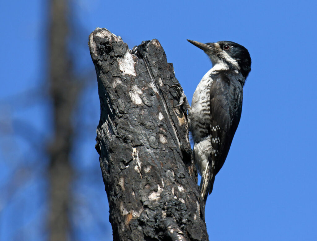 a black-backed woodpecker