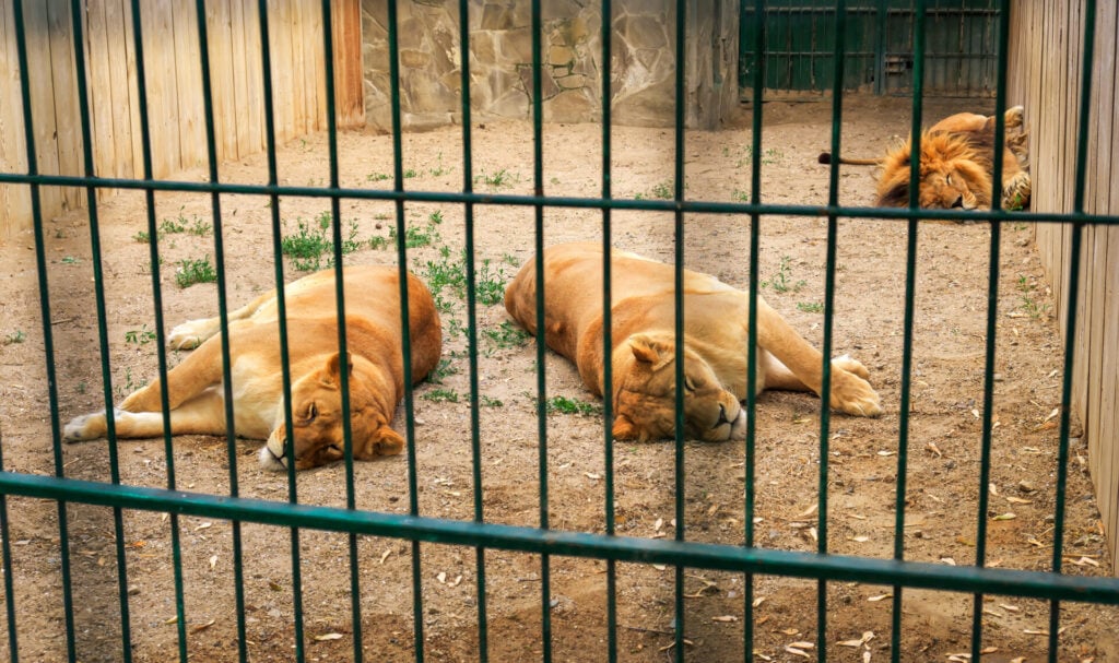 lions in a small cage in a zoo