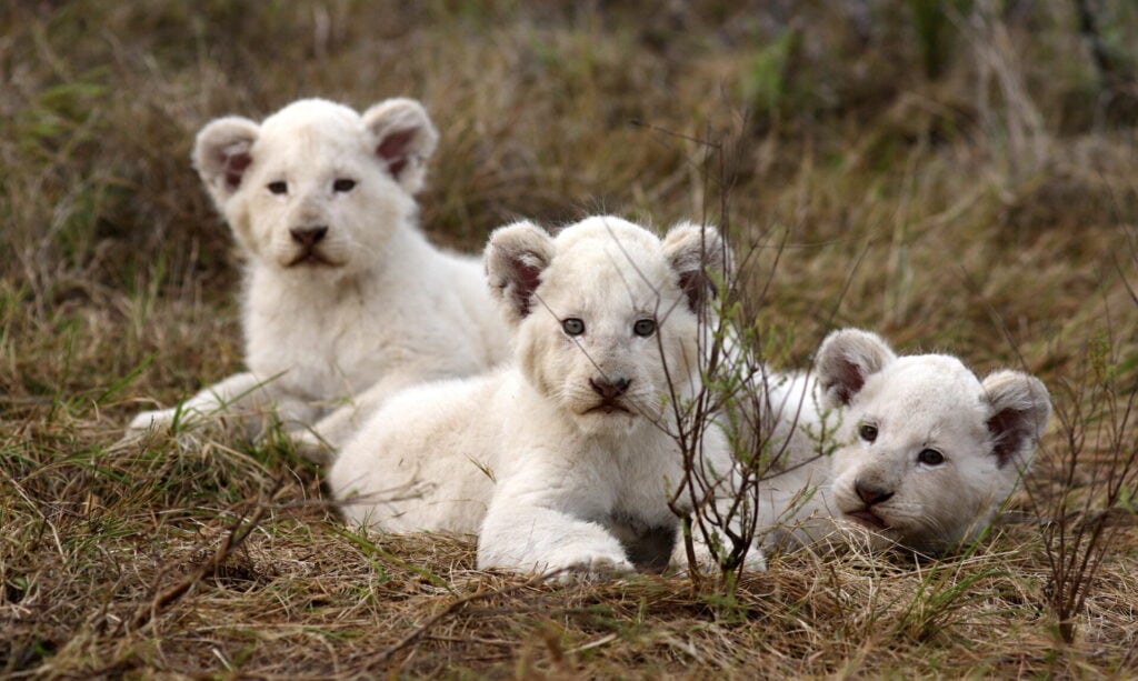 white lion cubs in the grass
