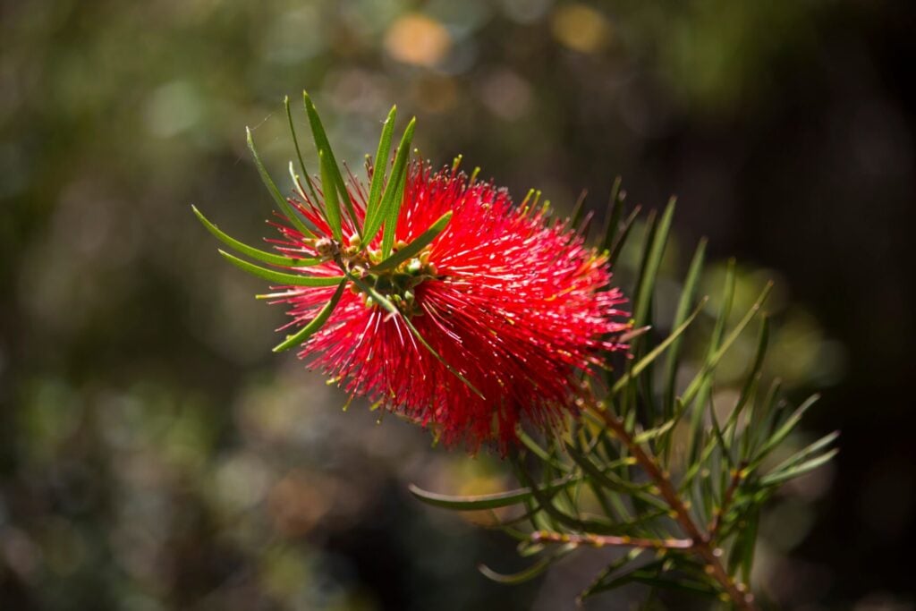 fire resistant bottlebrush shrub