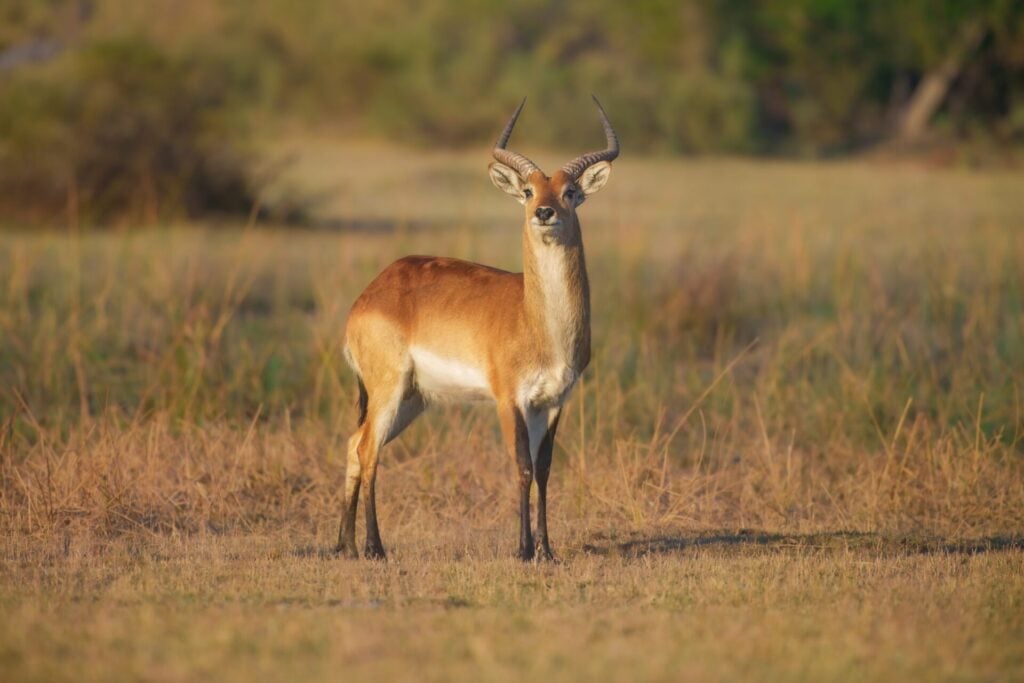 red lechwe is a relative of the elusive Upemba lechwe