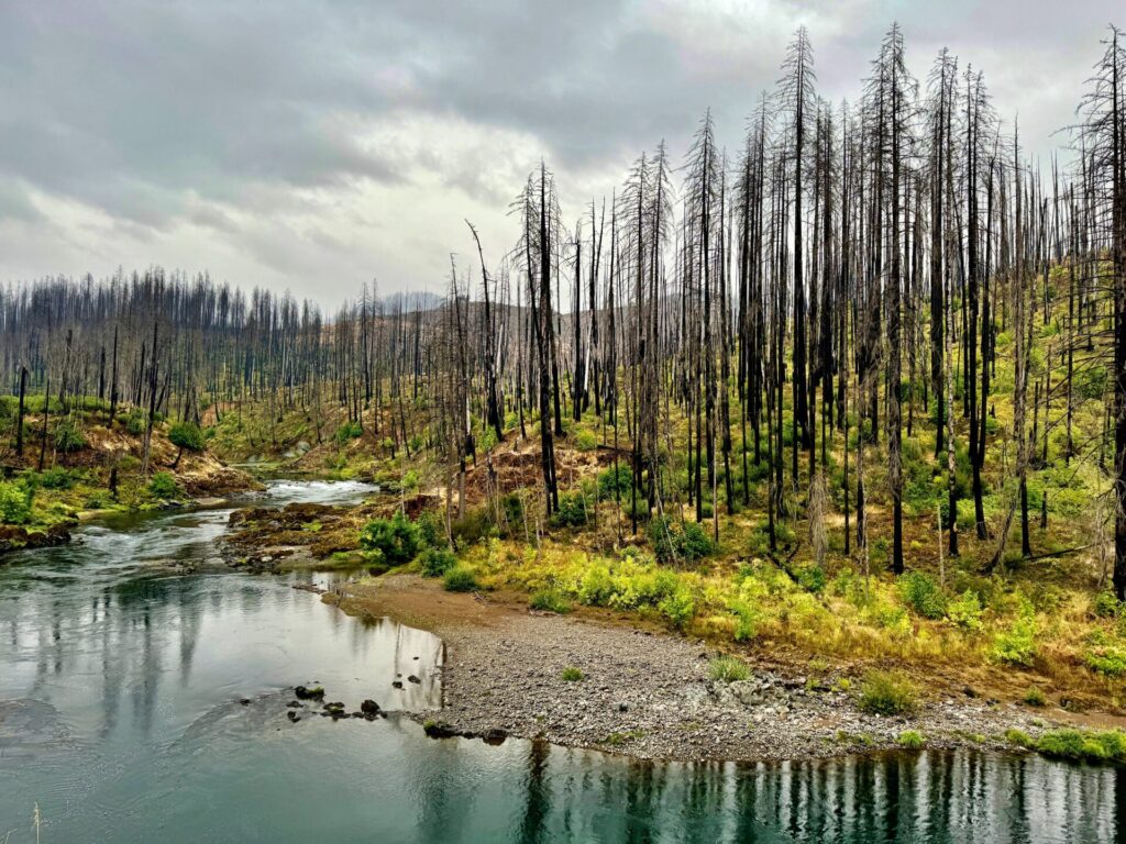 forest after a wildfire