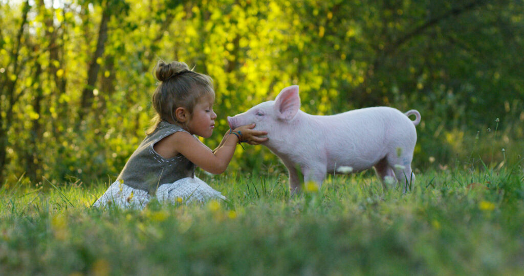little girl kissing piglet