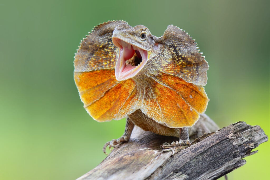 a frilled lizard