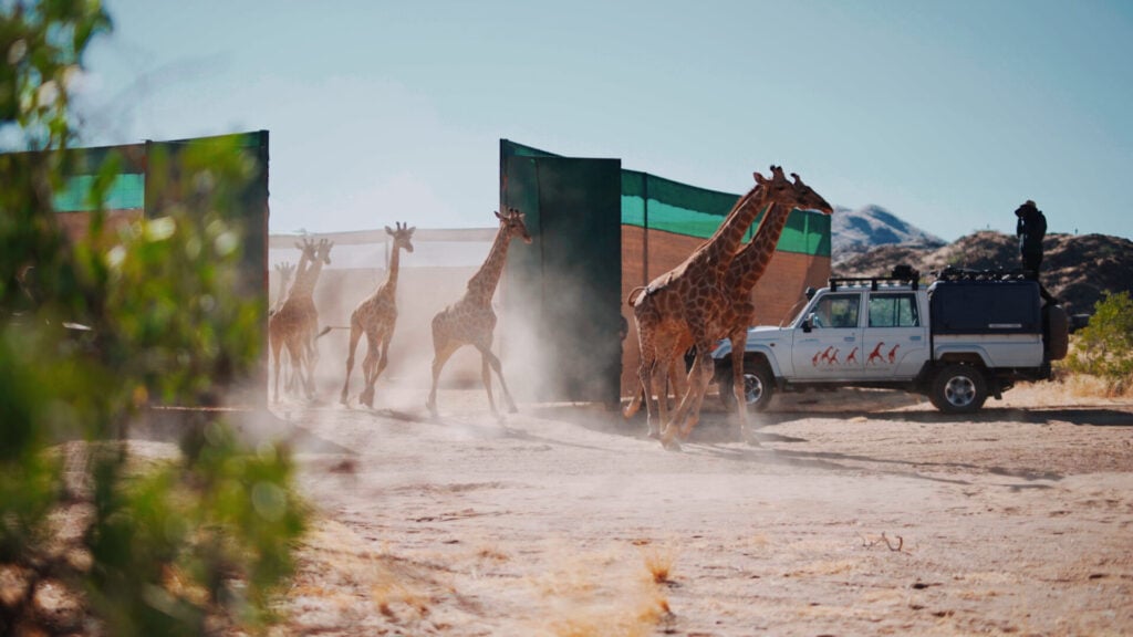 a group of giraffes running in dirt
