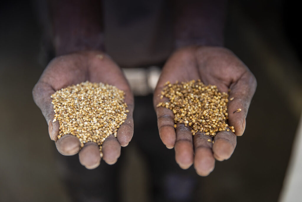 hands hold out millet