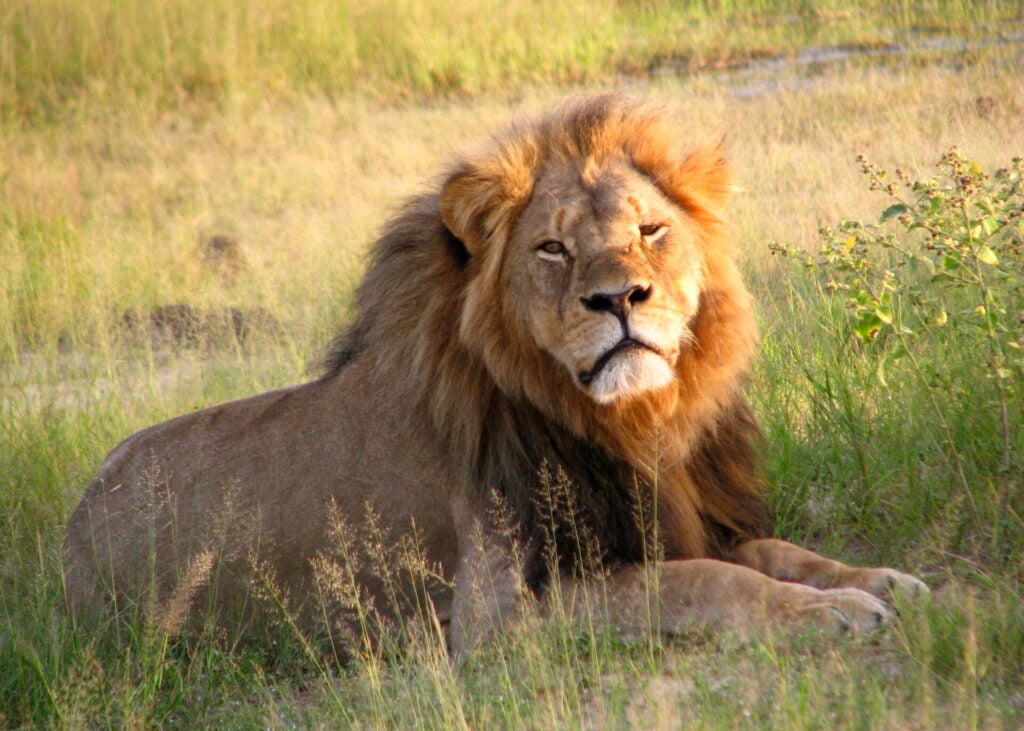 Cecil the lion was killed for trophy hunting