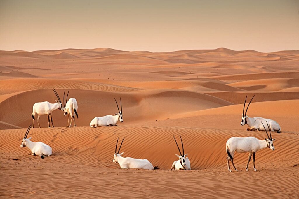 a group of animals in the desert