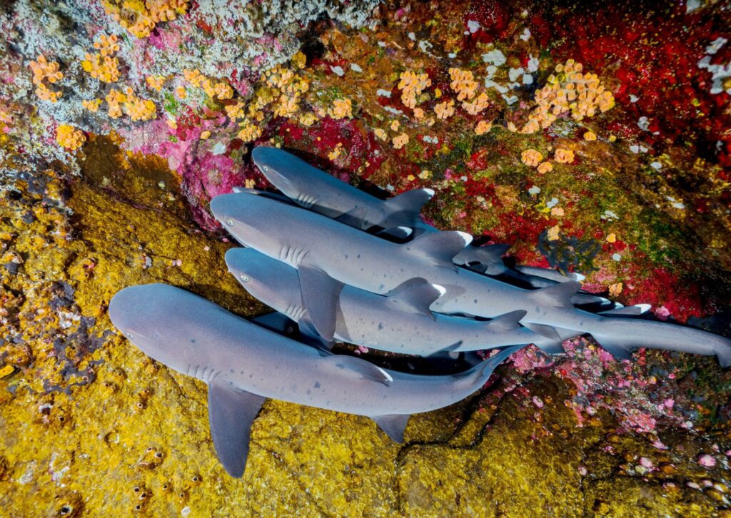 Shoal of sharks in coral reef 