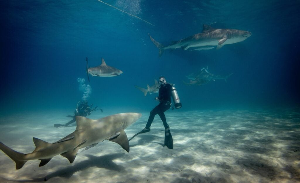 Divers with sharks 