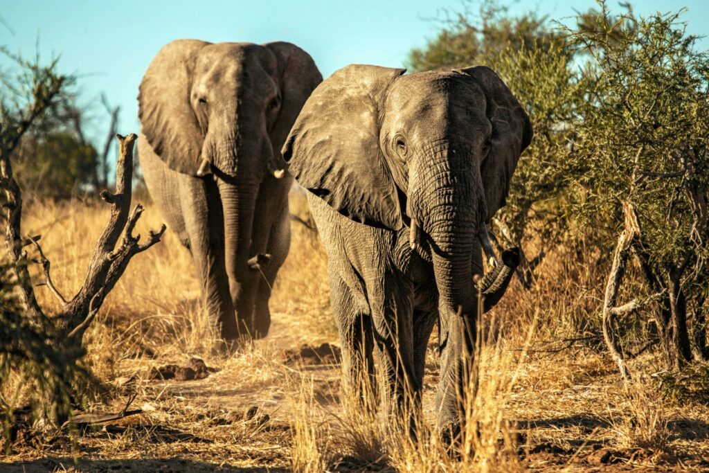 two elephants walking in the wilderness in Botswana