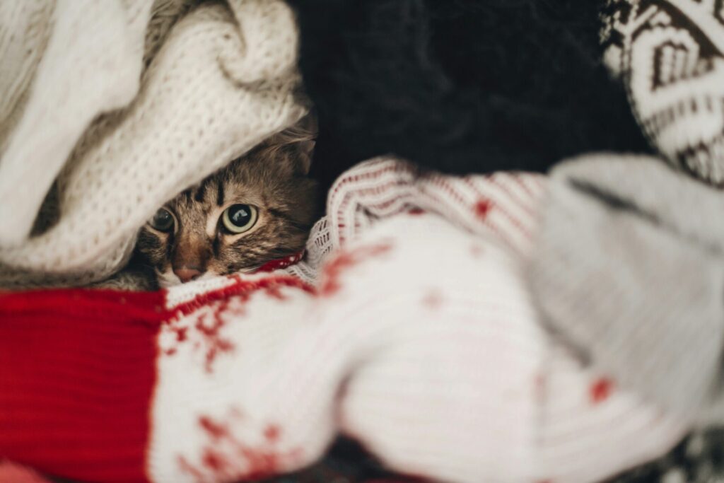 anxious cat hiding