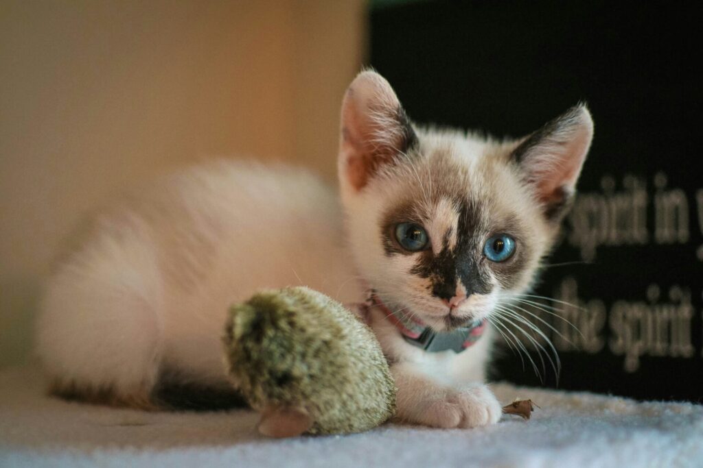 cute white kitten with soft toy