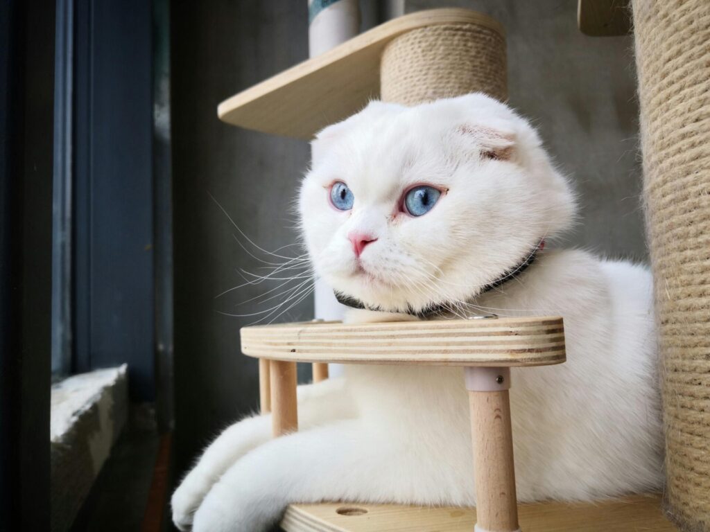 Cat wearing pheromone collar