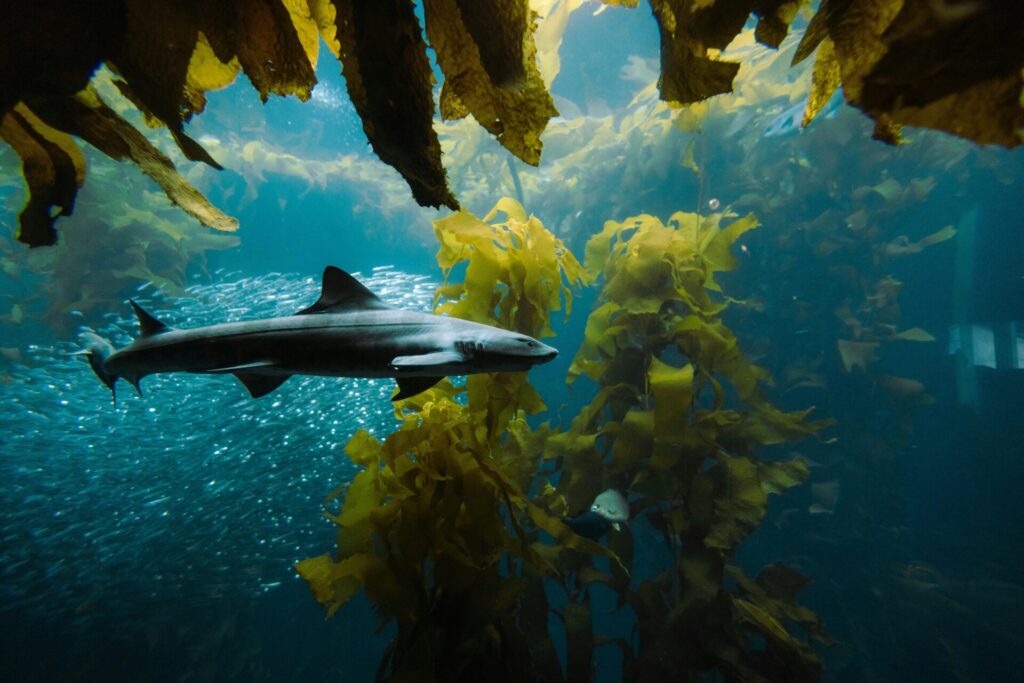 Shark in seagrass meadow 