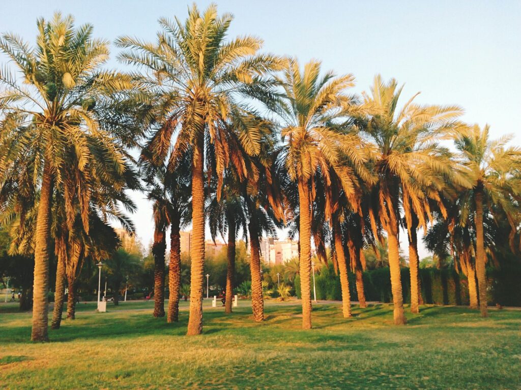 Umm Al Emarat Park 