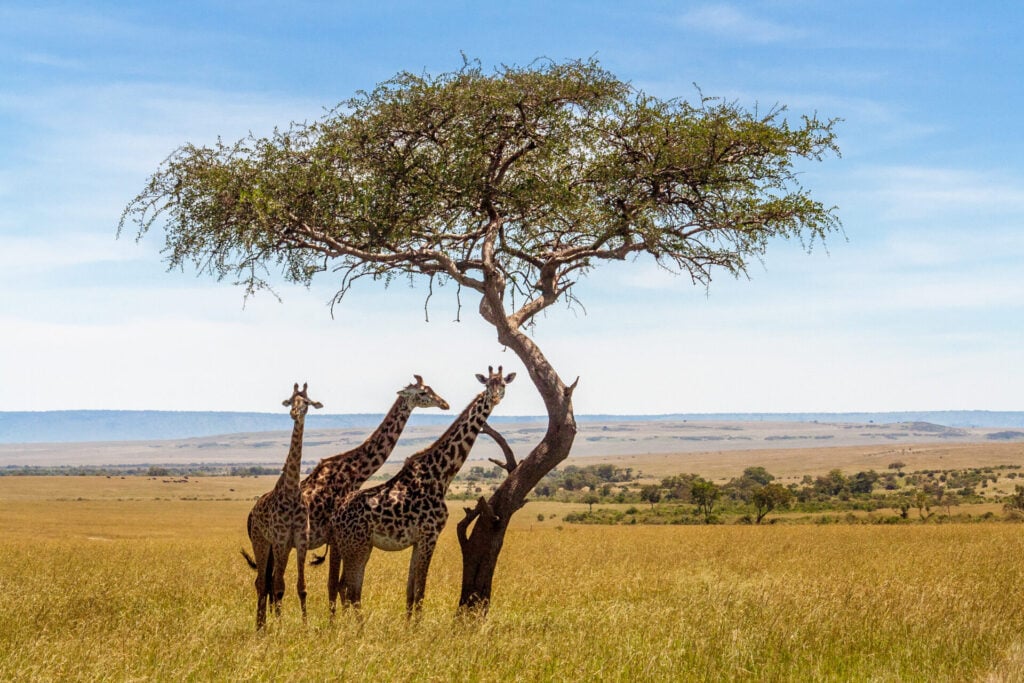 a group of giraffes standing under a tree
