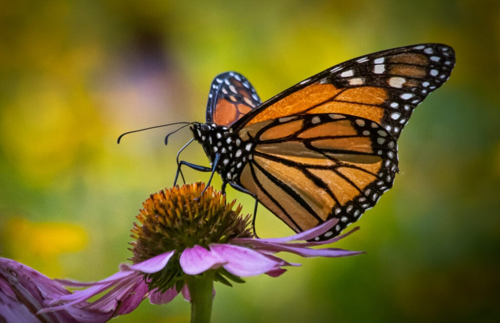 monarch butterfly on purple flower
