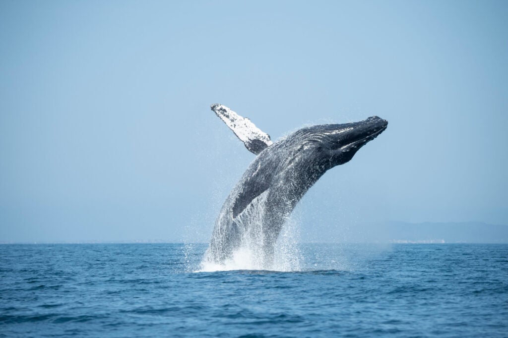whale jumping in the coean 