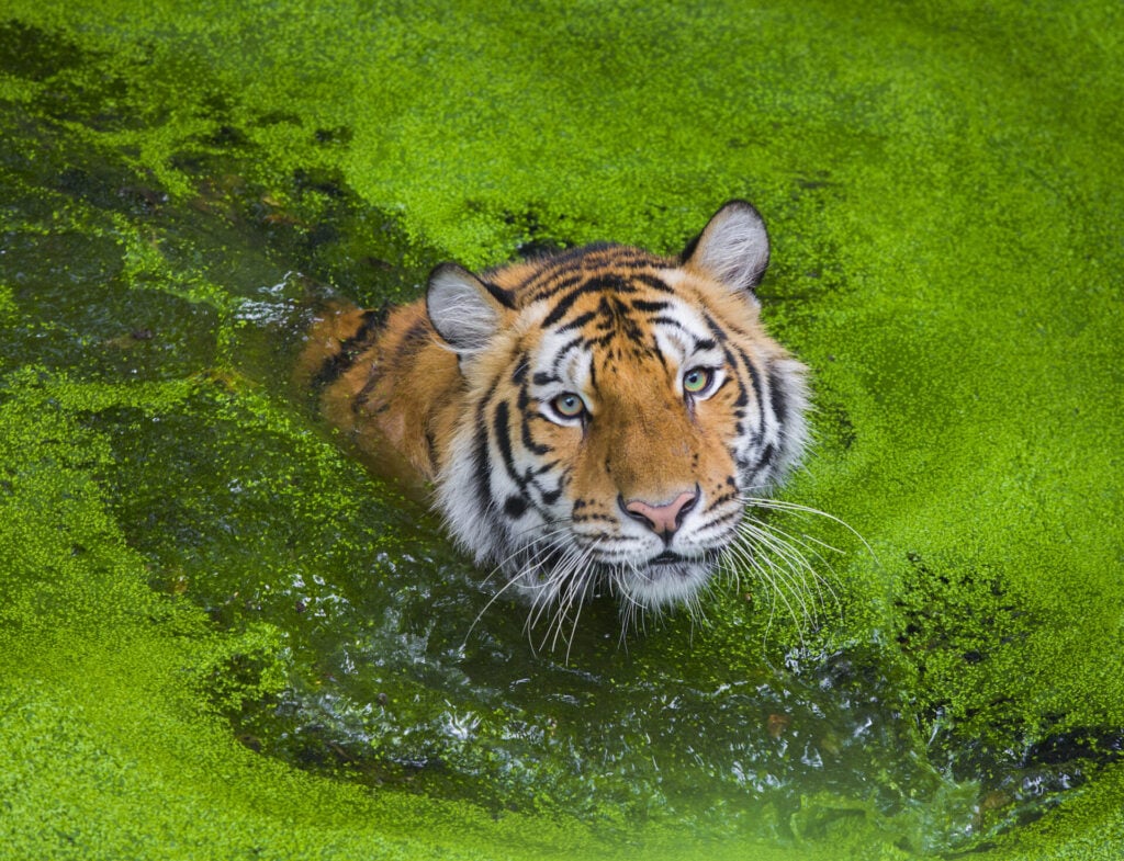bengal tiger in water looking to camera