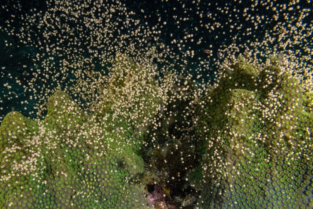 Coral spawning as a conservation success story in Cambodia 