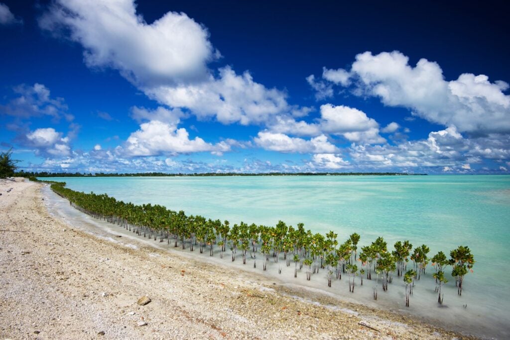 island with mangroves to protect eroding shorefront