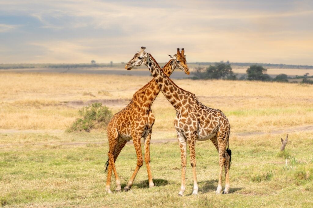 two giraffes standing in a field