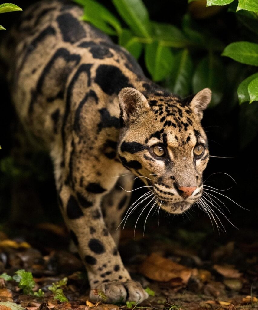 a leopard walking in the woods