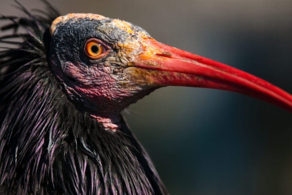 ibis bird with red beak 