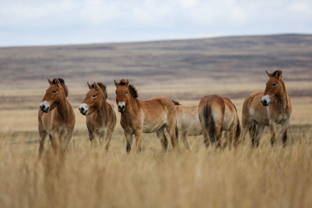 wild horses in field 