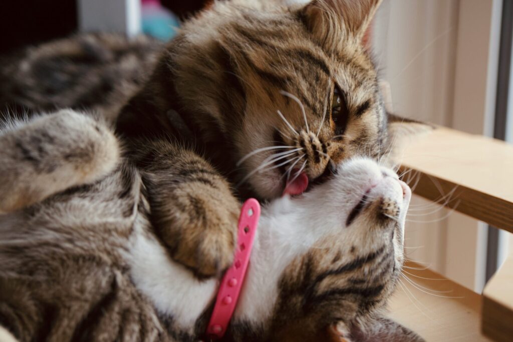 two cats grooming