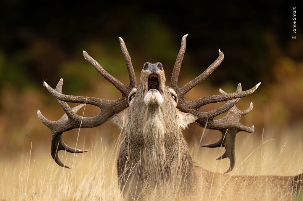 Stag roaring in tall grass from Wildlife Photographer of the Year shortlist