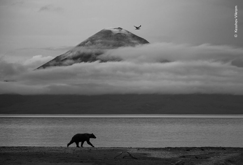 Bear walking near a mountain.