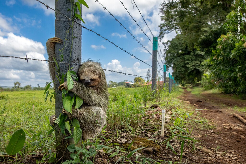 Sloth climbing a barbed wire fence.