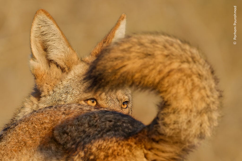 Coyote partially hidden by its tail