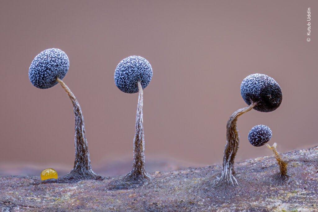 Tiny mushrooms resembling miniature trees