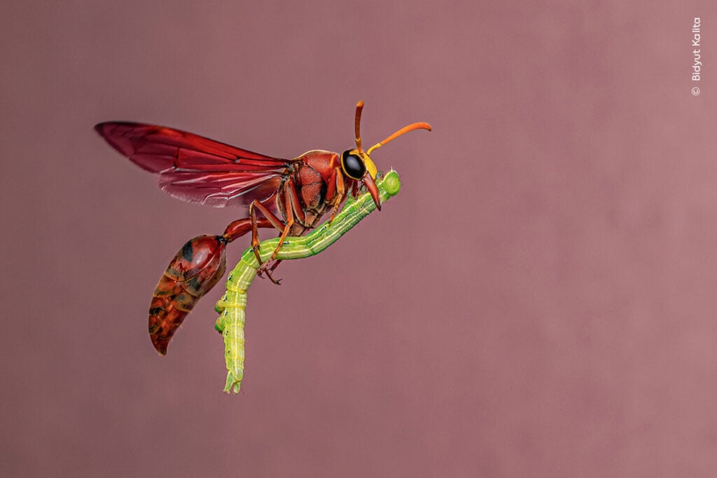 Wasp carrying green caterpillar prey