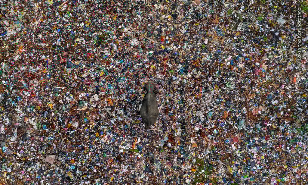 Animal surrounded by plastic waste from Wildlife Photographer of the Year shortlist