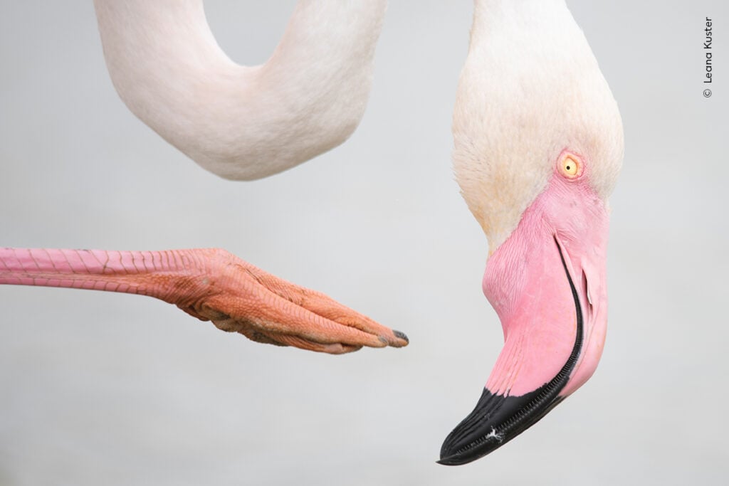 Flamingo's head and hand interaction from Wildlife Photographer of the Year shortlist
