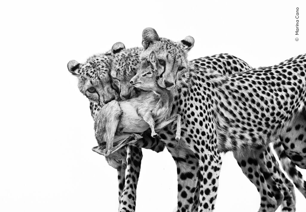 Cheetahs with prey in black and white from Wildlife Photographer of the Year shortlist