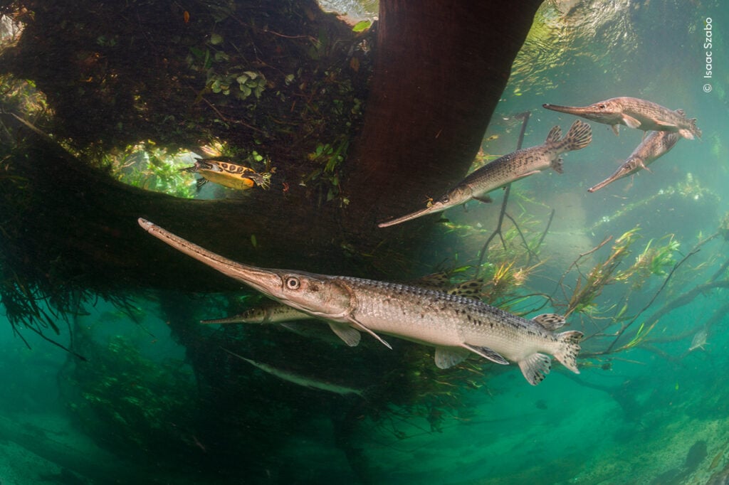 Underwater scene with swimming fish from Wildlife Photographer of the Year shortlist