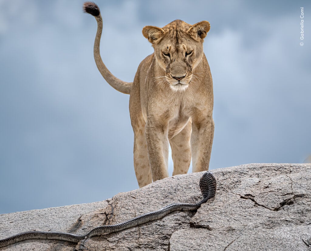 Lioness confronting a snake on rock.